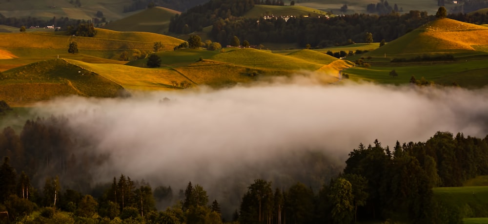 trees covered by fog