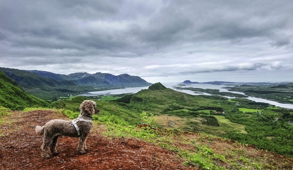 昼間、山の斜面に佇む毛の長い茶色の犬