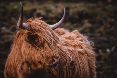 Production services film: selective focus photo of a brown yak