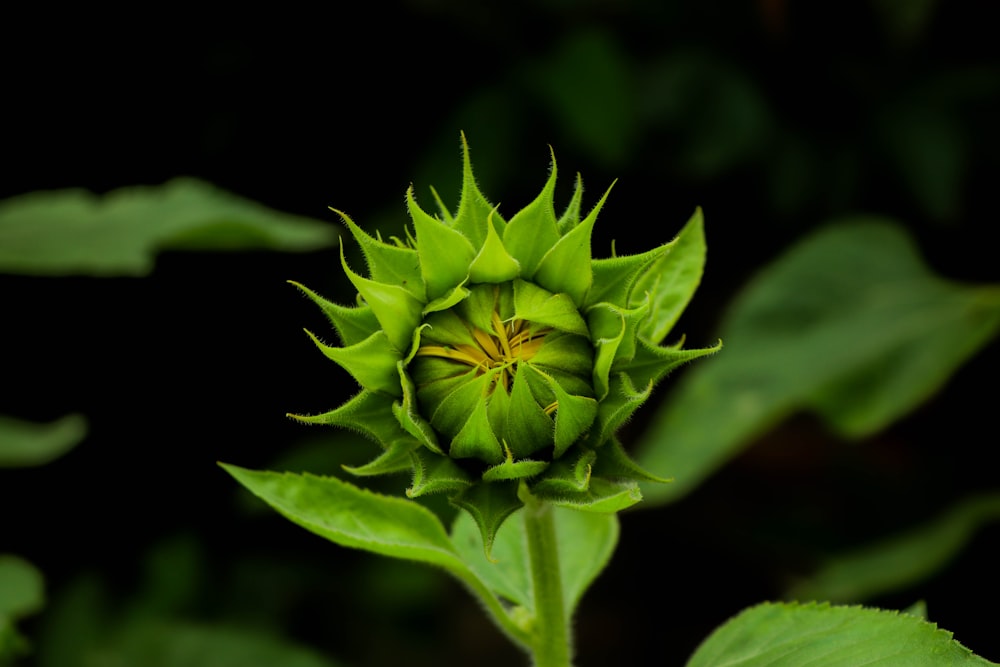 Photographie de mise au point de la fleur verte
