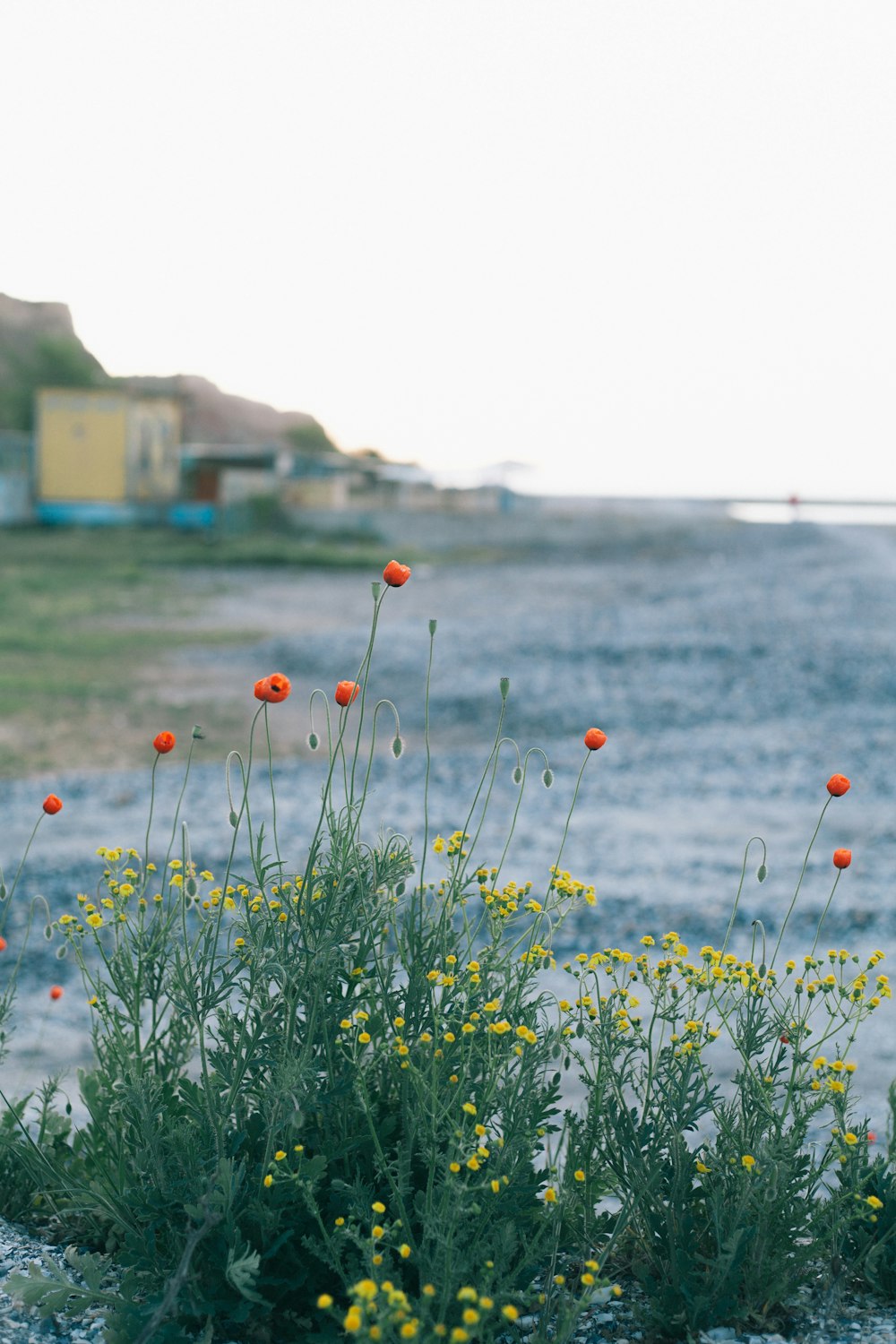 orange and yellow petaled flowers near sea at daytime