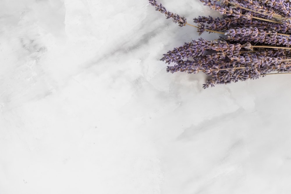 lavender flower on white surface