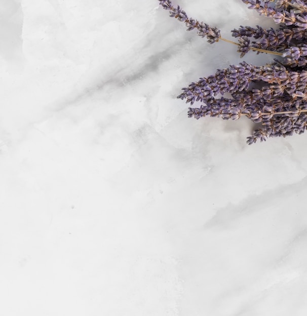 lavender flower on white surface