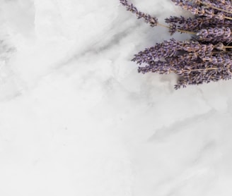 lavender flower on white surface