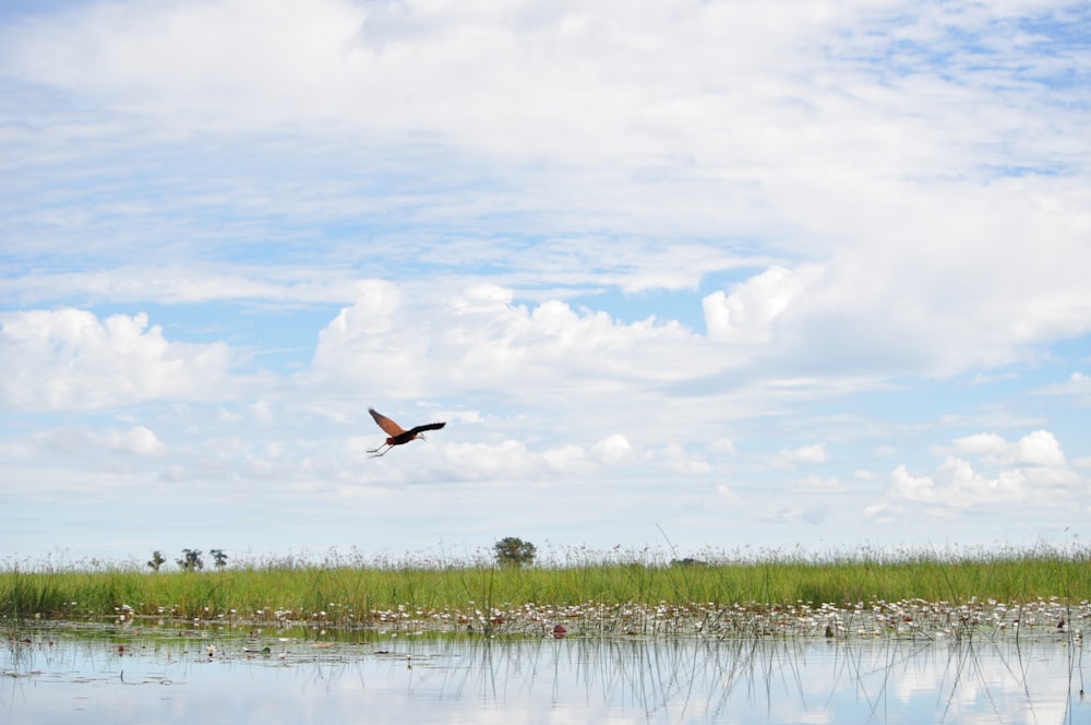 oiseau rouge et noir en vol au-dessus du plan d’eau