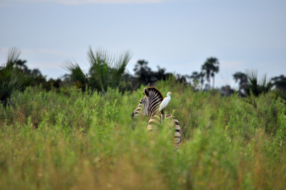 white bird perched on zebra back surrounded by green leaf plants at daytime