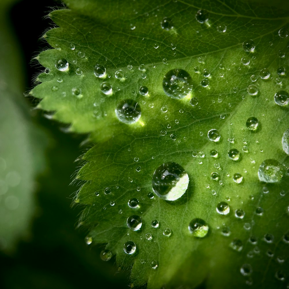 folha verde com gotas de água