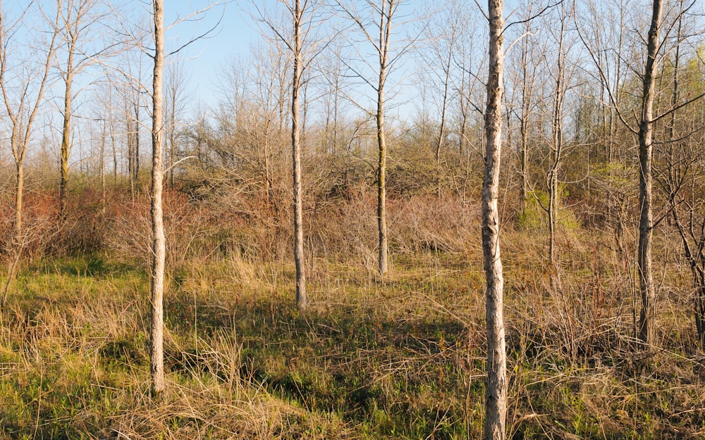 bare trees at daytime