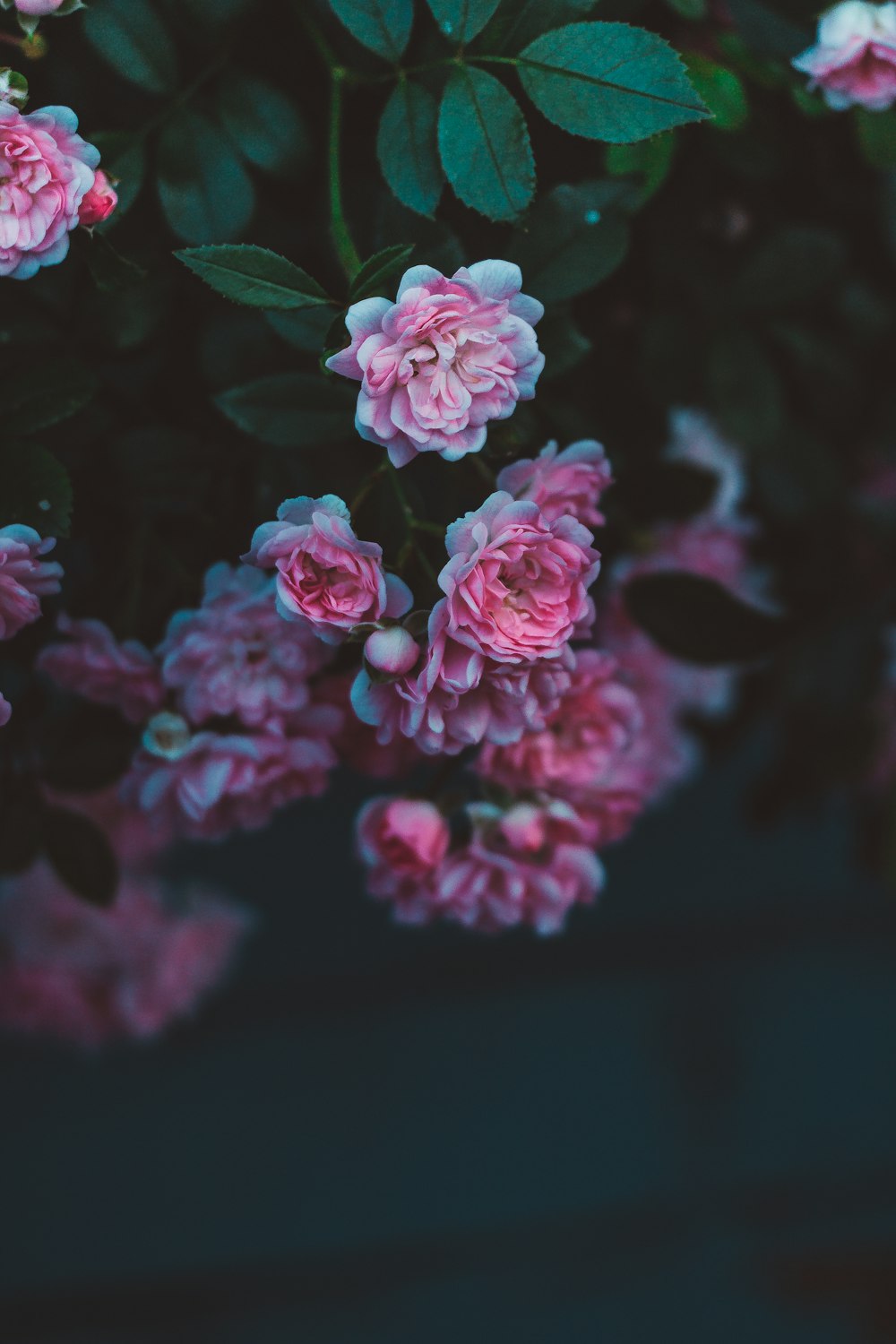 selective focus of pink roses