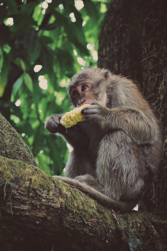 gray monkey eating corn in Darjeeling India