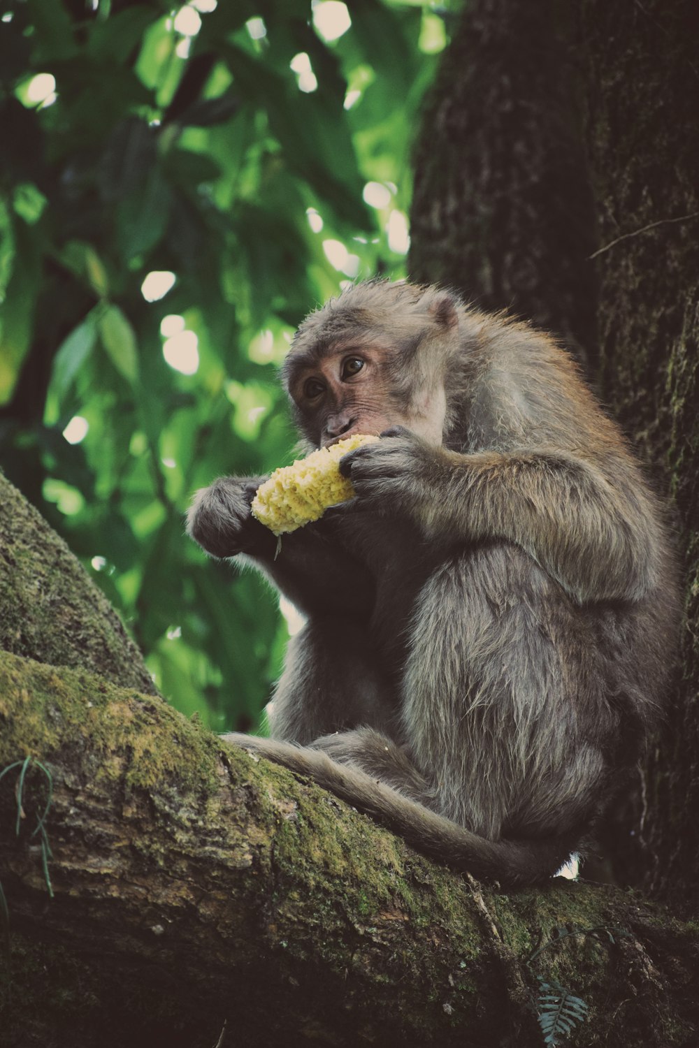 gray monkey eating corn
