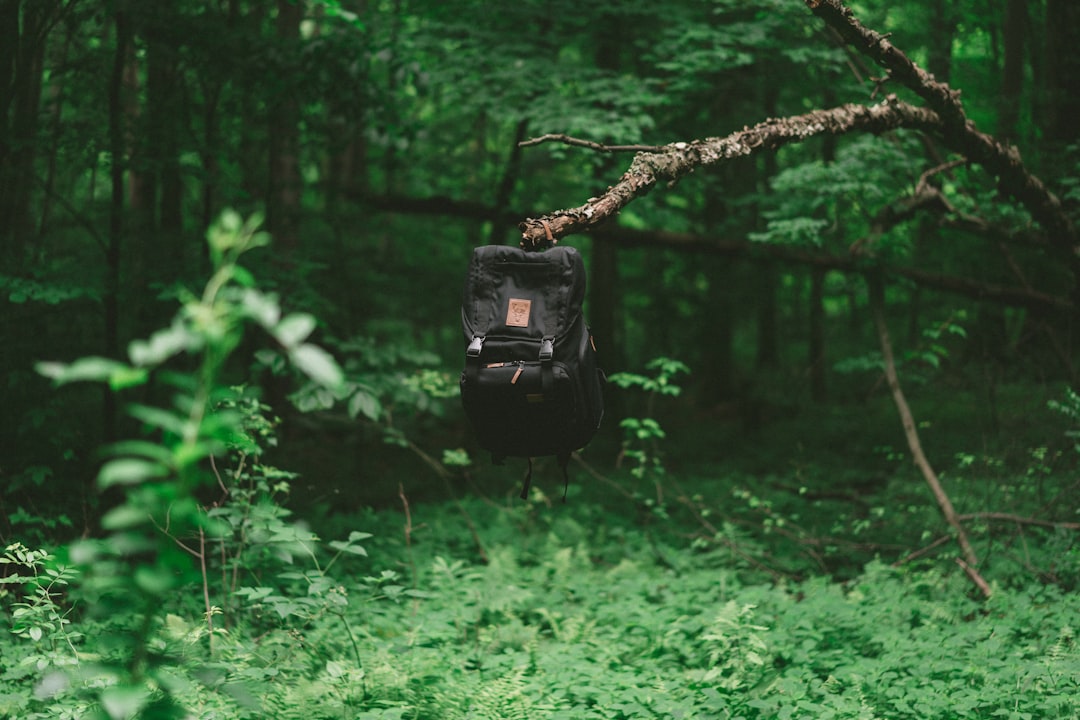 black knapsack on tree branch, Backpack In The Woods