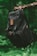 A black backpack hangs from a tree branch in a lush, green forest setting. The backpack features a leather patch and multiple compartments, with a focus on its sturdy design.