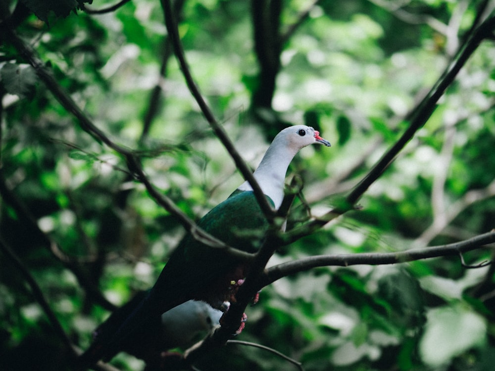 green and white bird perching on tree branch during daytime