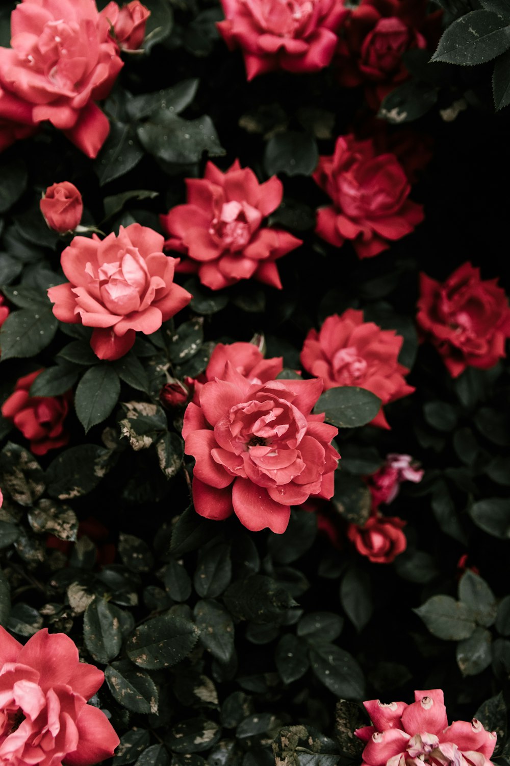 Selektives Fokusfoto der roten Rosenblüte