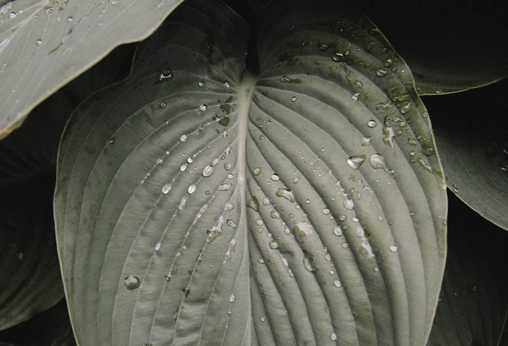 rocío de agua en la hoja verde de la planta