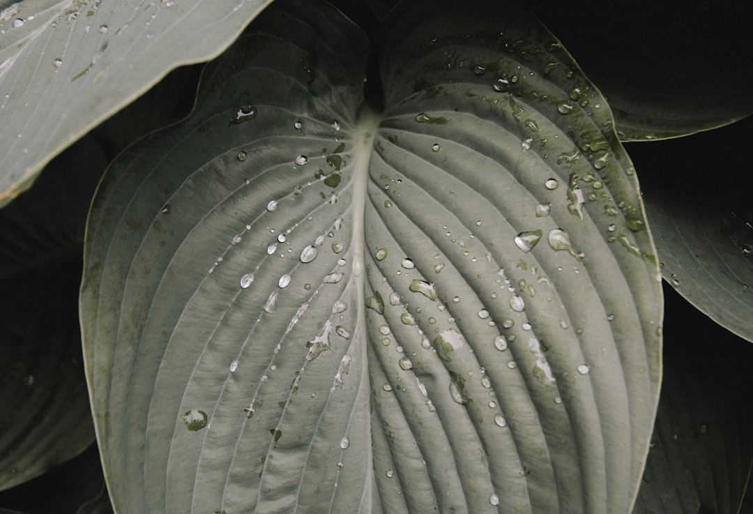 water dew on green plant leaf