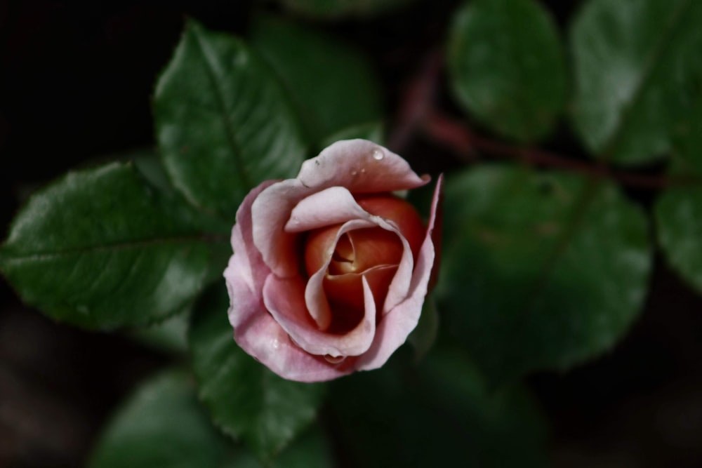 Fotografía de enfoque selectivo de rosa rosa