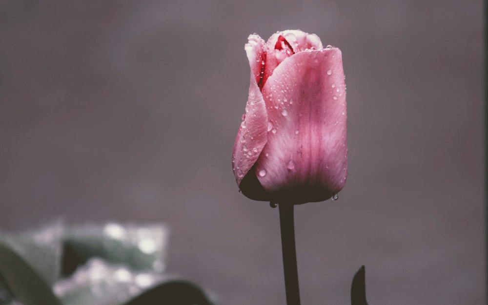 pink-petaled flowers