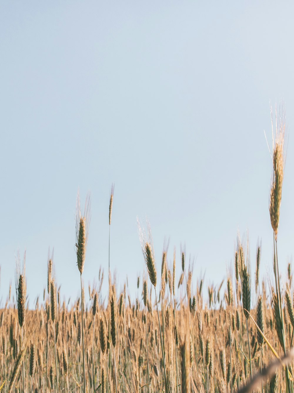 brown grains photograph