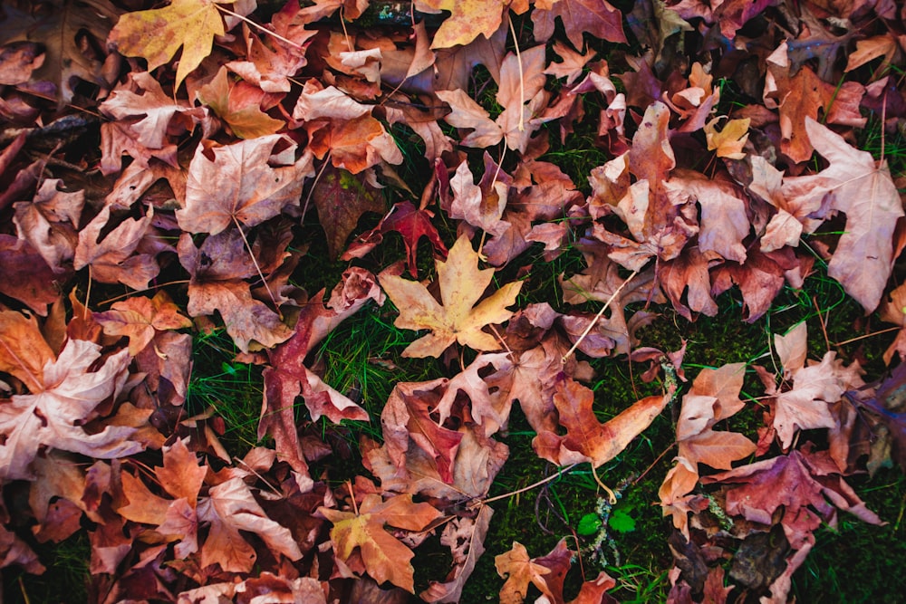 withered maple leaves on green grass field