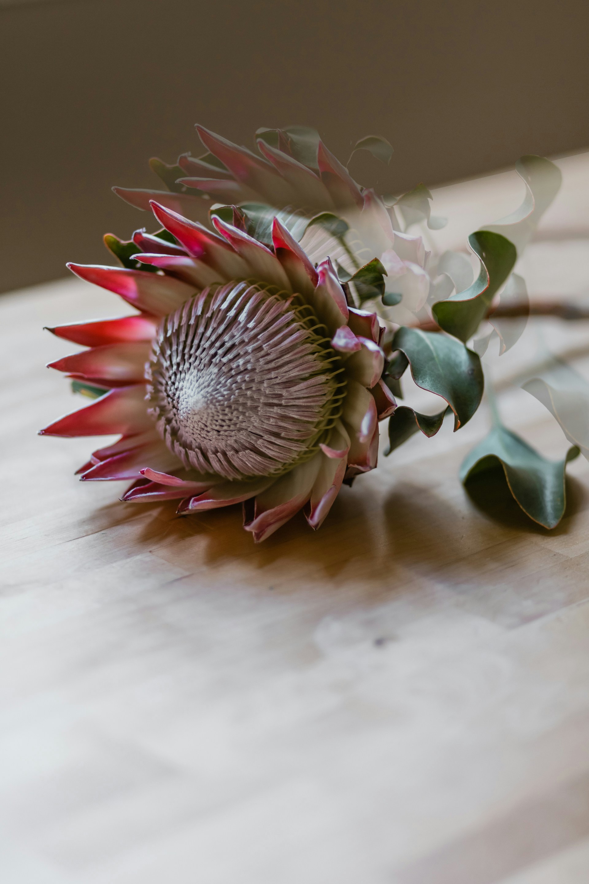 Protea