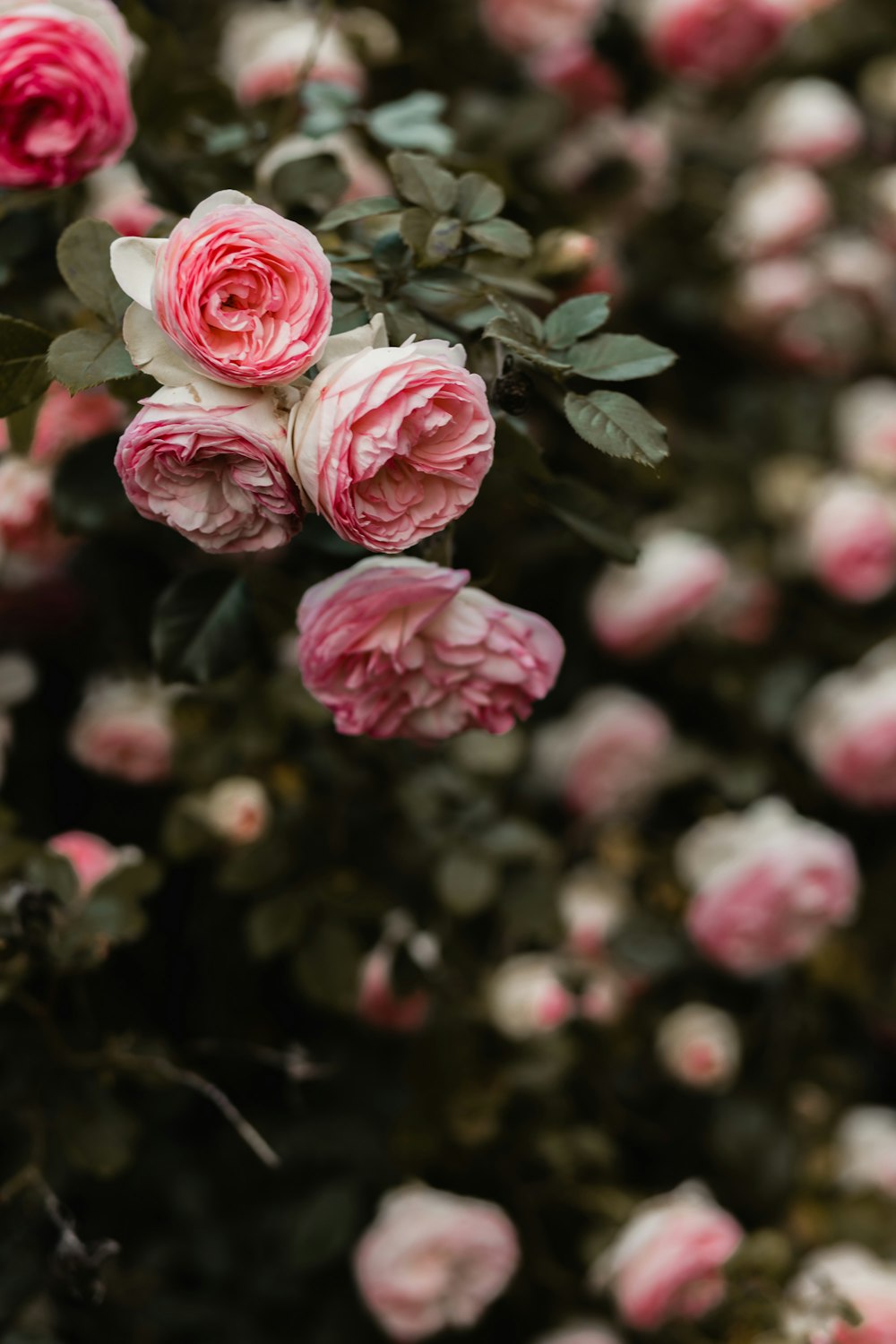 Fiori dai petali rosa fotografia con messa a fuoco selettiva