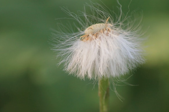 A close-up of a dandelion seed head with delicate white filaments radiating from a central greenish-yellow core against a soft green blurred background.