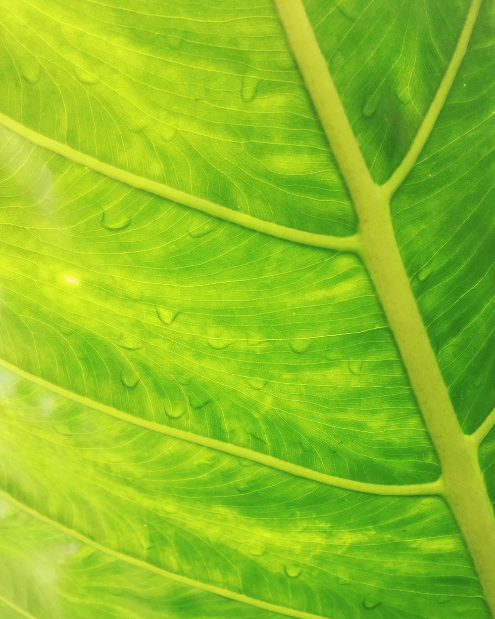 water dew on green leaf