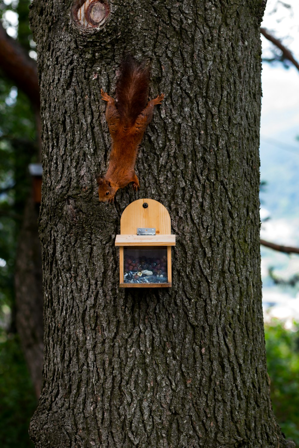 squirrel on tree trunk