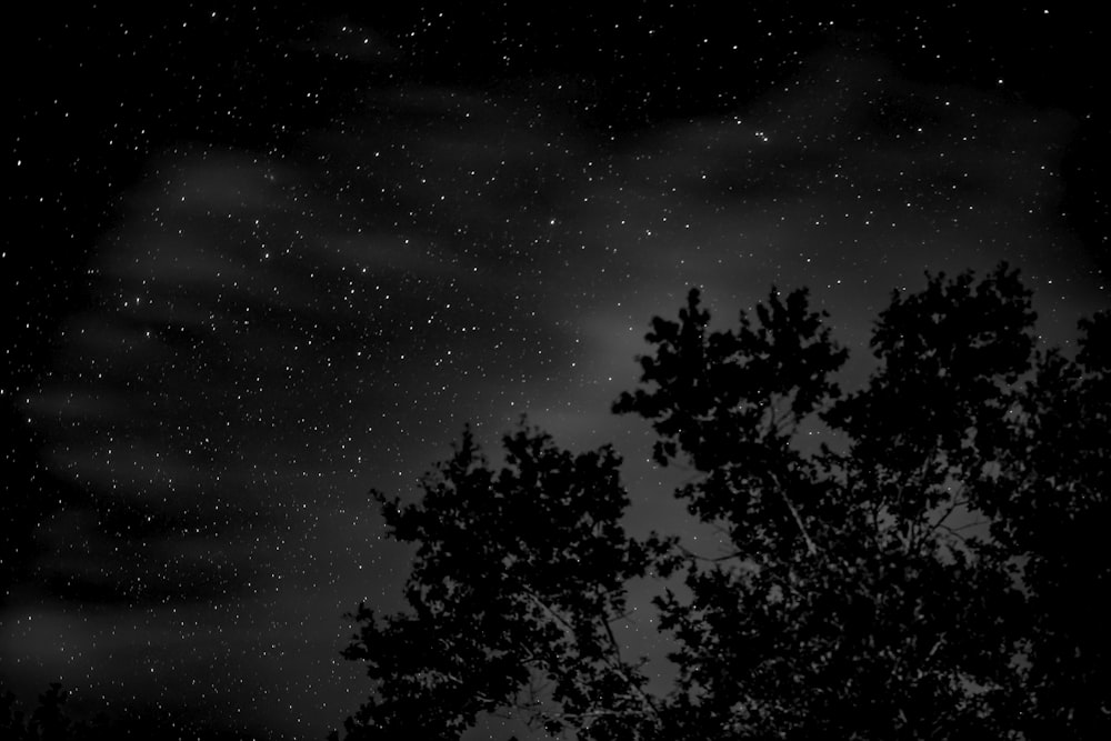 low angle photography of tree under sky