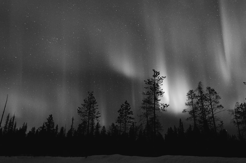 grayscale photo of trees above aurora borealis