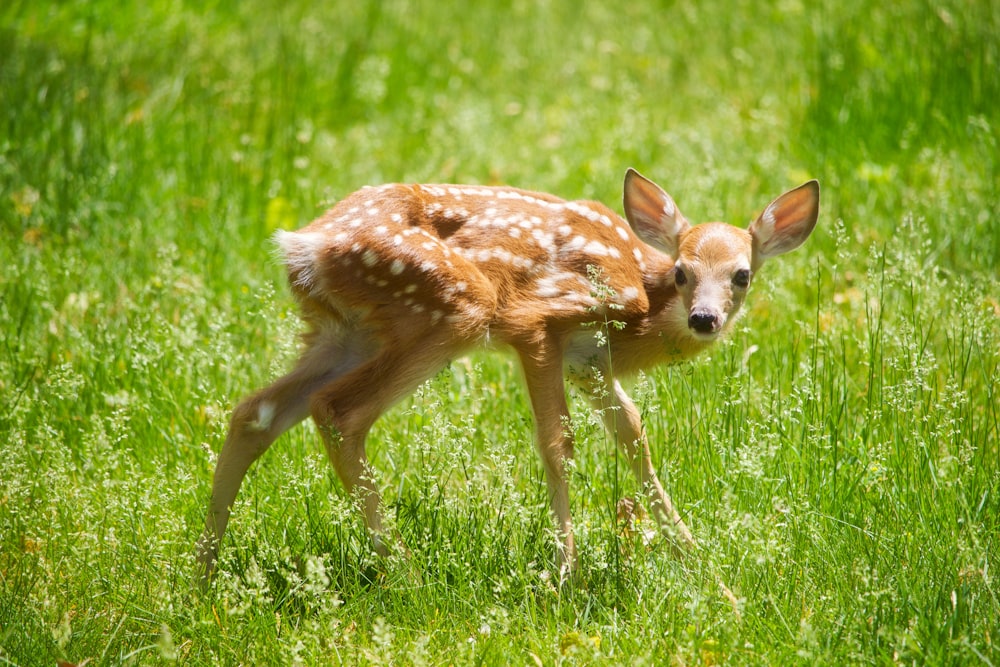 cerf brun et blanc sur l’herbe à feuilles vertes pendant la journée