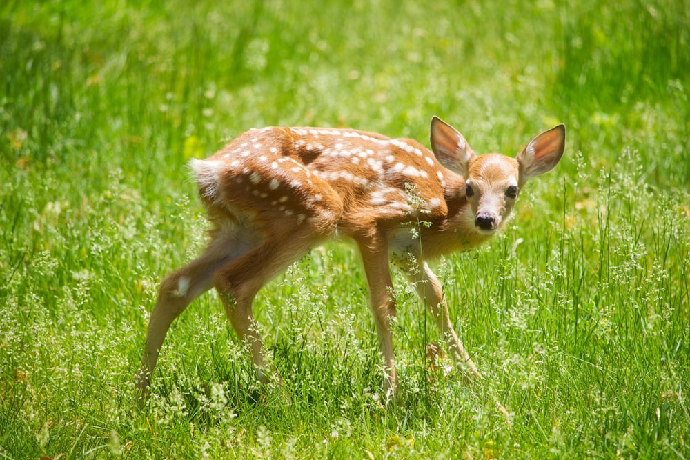 brown and white deer on green leafed grass during daytime
