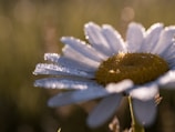 Close-up of a flower with dew drops illuminated by soft natural light.