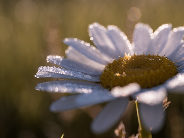 A soft-focus image of a daisy with morning dew glistening on its petals.