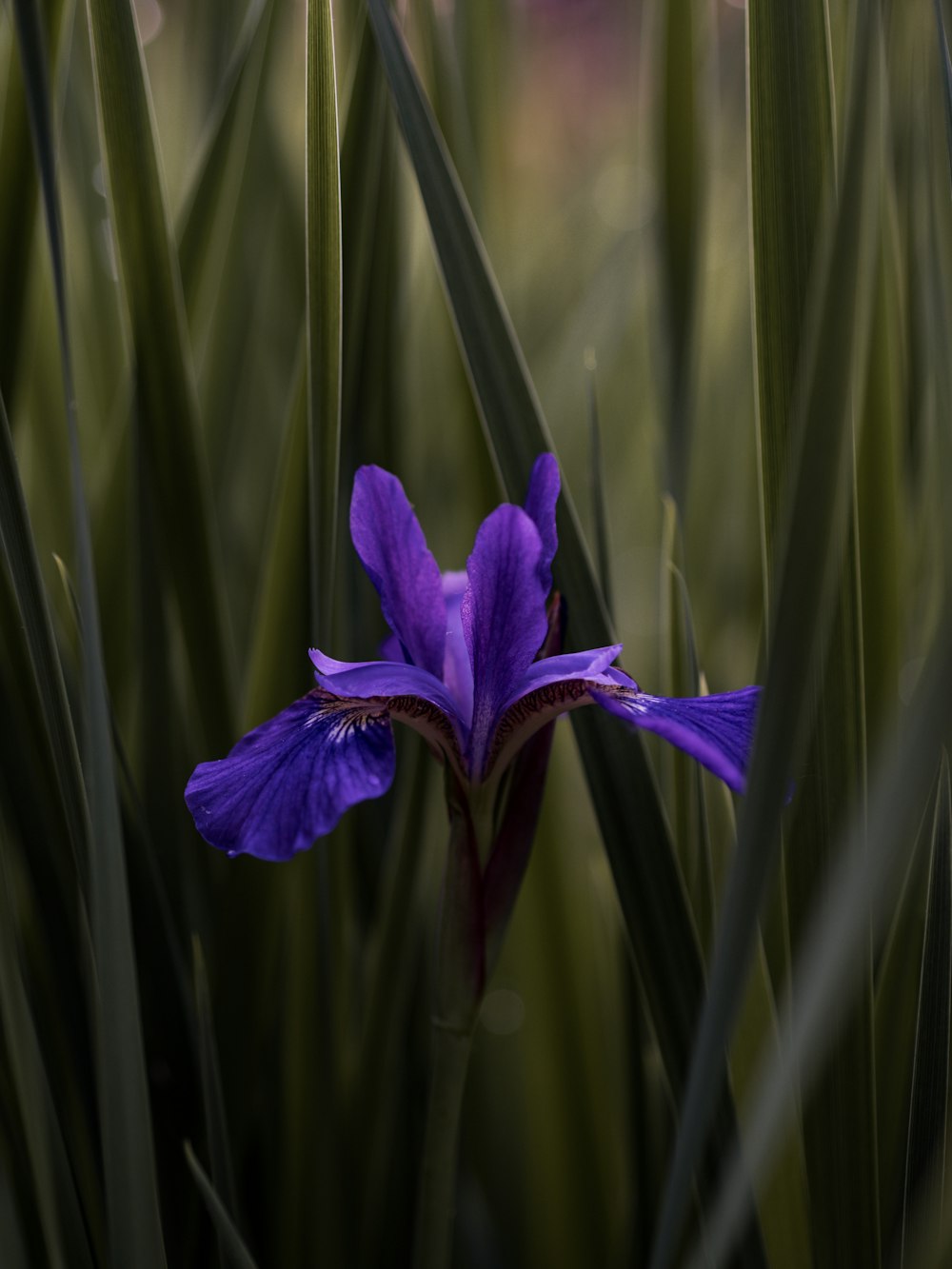 purple flower