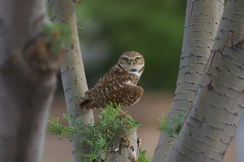 owl leaning sideway perching on twig