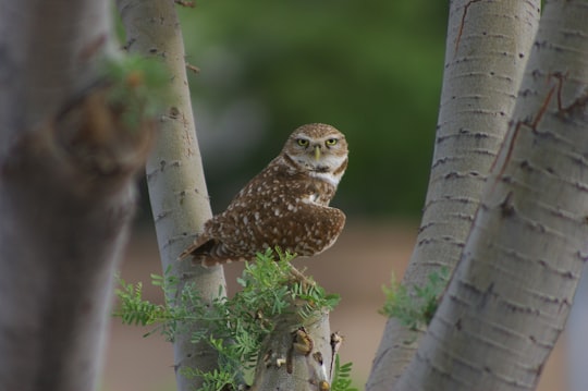 owl leaning sideway perching on twig in Avondale United States