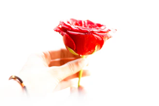 Close-up of a delicate hand holding a single red rose on a satin sheet.
