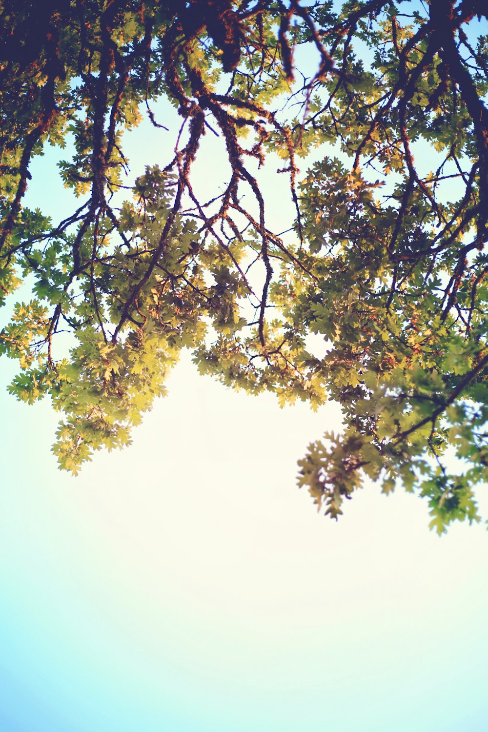 low angle photography of green leafed tree