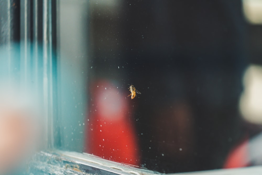 yellow insect on clear glass board