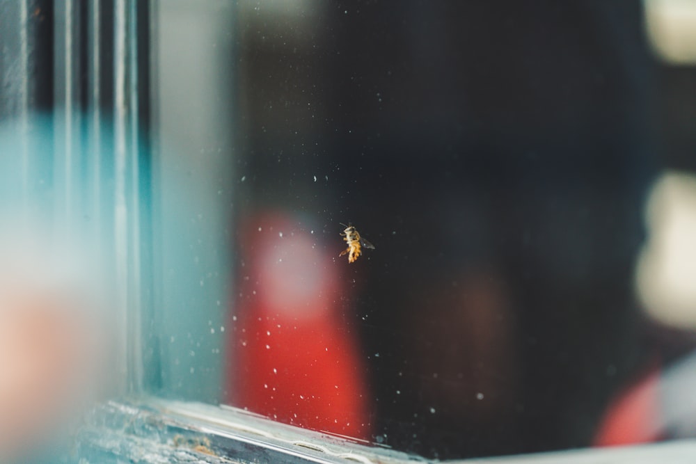 insecto amarillo sobre tablero de vidrio transparente
