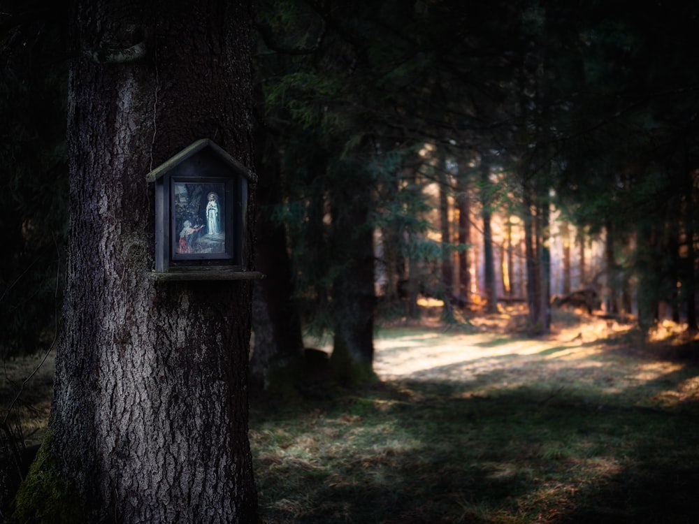 brown wooden nestbox on tree