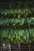 view of cut and tied leaves