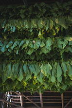view of cut and tied leaves