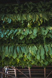 view of cut and tied leaves