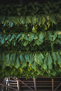 view of cut and tied leaves