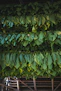 view of cut and tied leaves
