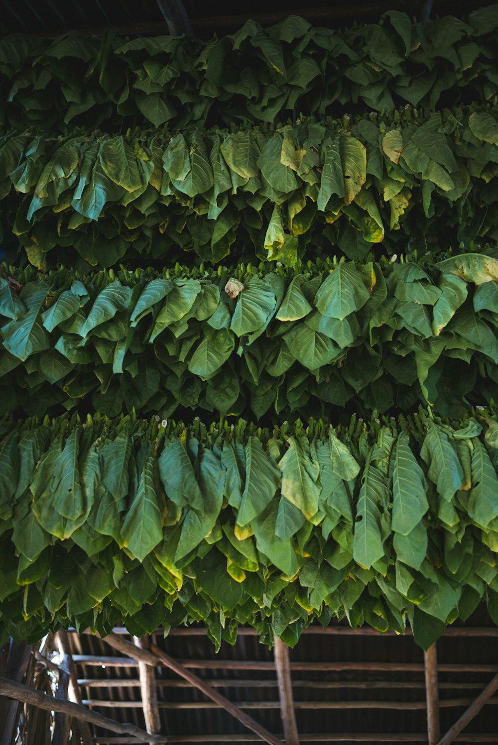 view of cut and tied leaves